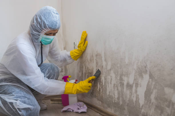 Best Toxic Mold Removal  in Carbonville, UT