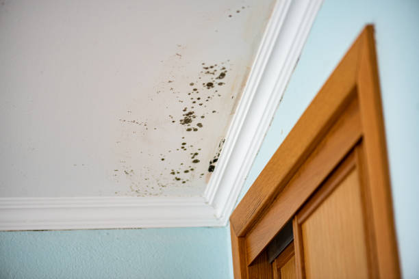 Best Mold Remediation  in Carbonville, UT
