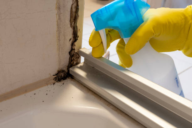 Best Mold Testing  in Carbonville, UT