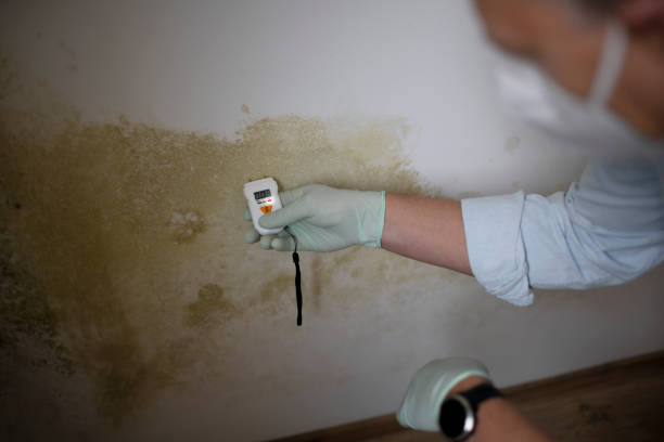 Best Residential Mold Removal  in Carbonville, UT