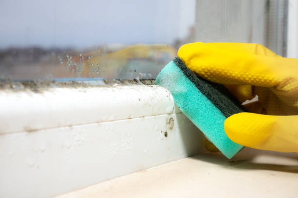 Crawl Space Mold Removal in Carbonville, UT