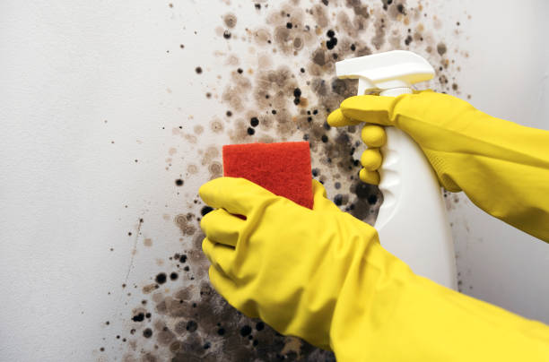 Best Office Mold Removal Services  in Carbonville, UT