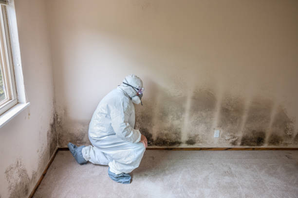 Best Certified Mold Removal  in Carbonville, UT