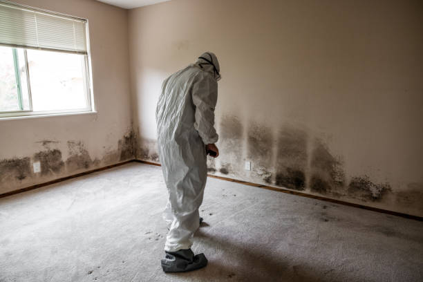 Best Emergency Mold Removal  in Carbonville, UT