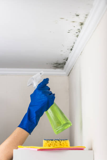 Best Attic Mold Removal  in Carbonville, UT